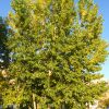 Large green tree