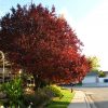 Red Tree