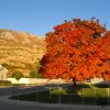 Red Tree 2