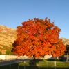 Red Tree 3